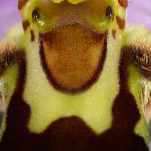 A close up of a vibrant purple orchid.