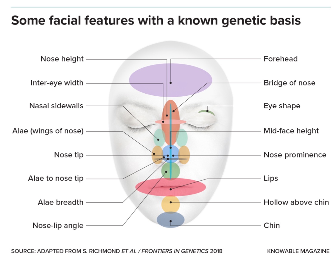 Description: Facial features have a known genetic basis due to genes. In addition, there is observed family resemblance in these traits.