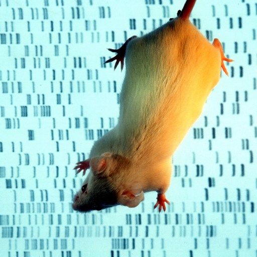 A rat is floating in front of a DNA screen, exhibiting an autistic behavior.