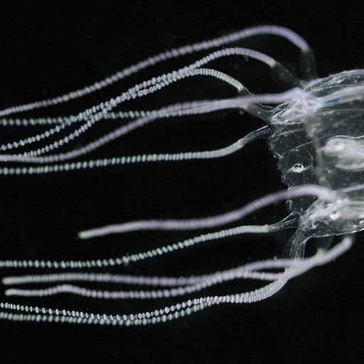 An captivating image of a jellyfish gracefully floating in a dark abyss.
