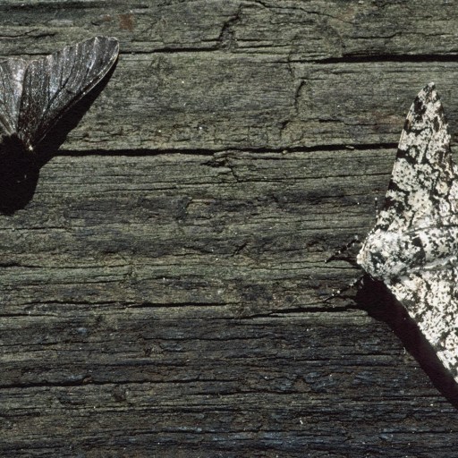 Two moths on a wooden surface in anthropogenic earth.