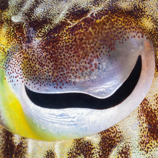 A close up of a fish's eye, revealing its intriguing anatomy.