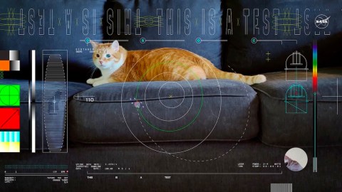 A cat is sitting on a couch in front of a computer screen.