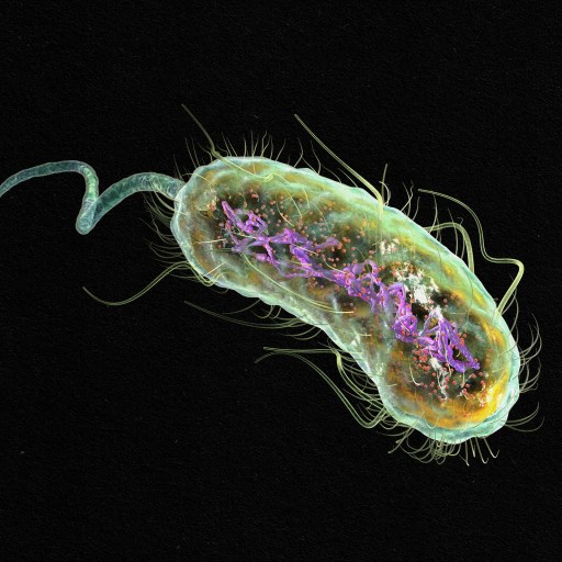 An illustration of a bacterium on a black background related to Parkinson's disease.