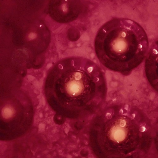 A close up of a red blood cell containing stem cells.