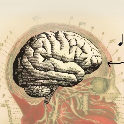 An illustrated human brain with musical notes to suggest the concept of music and cognition against a vintage anatomical background.