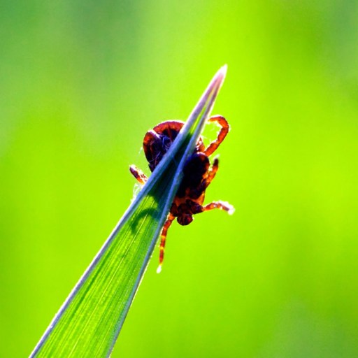 A tick clinging to a blade of grass against a green background.