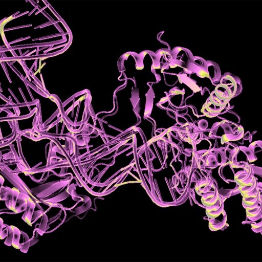A 3D structural representation of a protein with intertwined helices and strands, depicted in shades of pink and purple, set against a black background.
