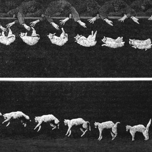 Sequential illustrations showing the motion of a cat falling and landing on its feet, demonstrating the righting reflex.