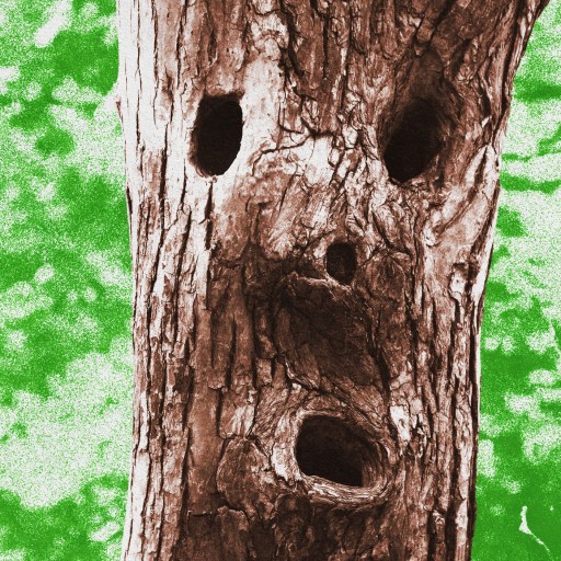Close-up of a tree trunk with natural holes resembling a face, set against a green leafy background. This curious formation invites contemplation on the legal personhood of nature itself.