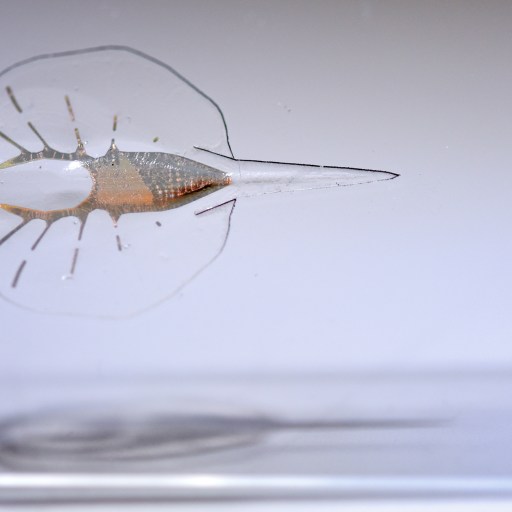 Close-up view of a translucent, flatfish-like biohybrid organism with a thin body and short, spiky fins suspended in clear liquid against a plain background.