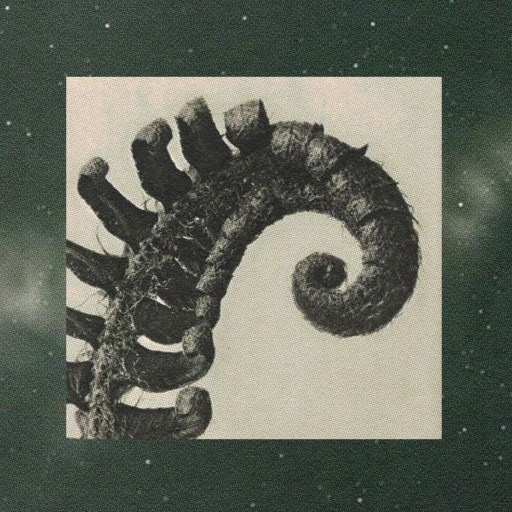 A black and white image of a curled fern leaf is centered on a black background with faint, star-like specks, capturing an ethereal beauty reminiscent of Sara Walker's scientific explorations.