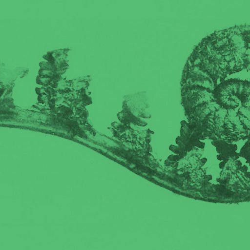 A fern frond unfurling in a spiral shape against a plain green background.