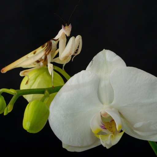 A praying mantis, a marvel of evolution, is gracefully perched on a white orchid flower against a black background.