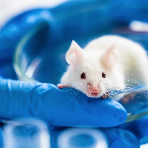 A white lab mouse sits in a glass petri dish, cradled gently by hands clad in blue gloves. The captivating scene underscores the crucial role of lab mice in scientific research and discovery.