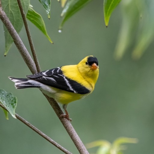 Yellow and black bird perched on a thin branch surrounded by green leaves.