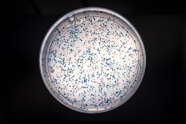 A petri dish containing a culture of microorganisms, with numerous blue and some red colonies against a white background.
