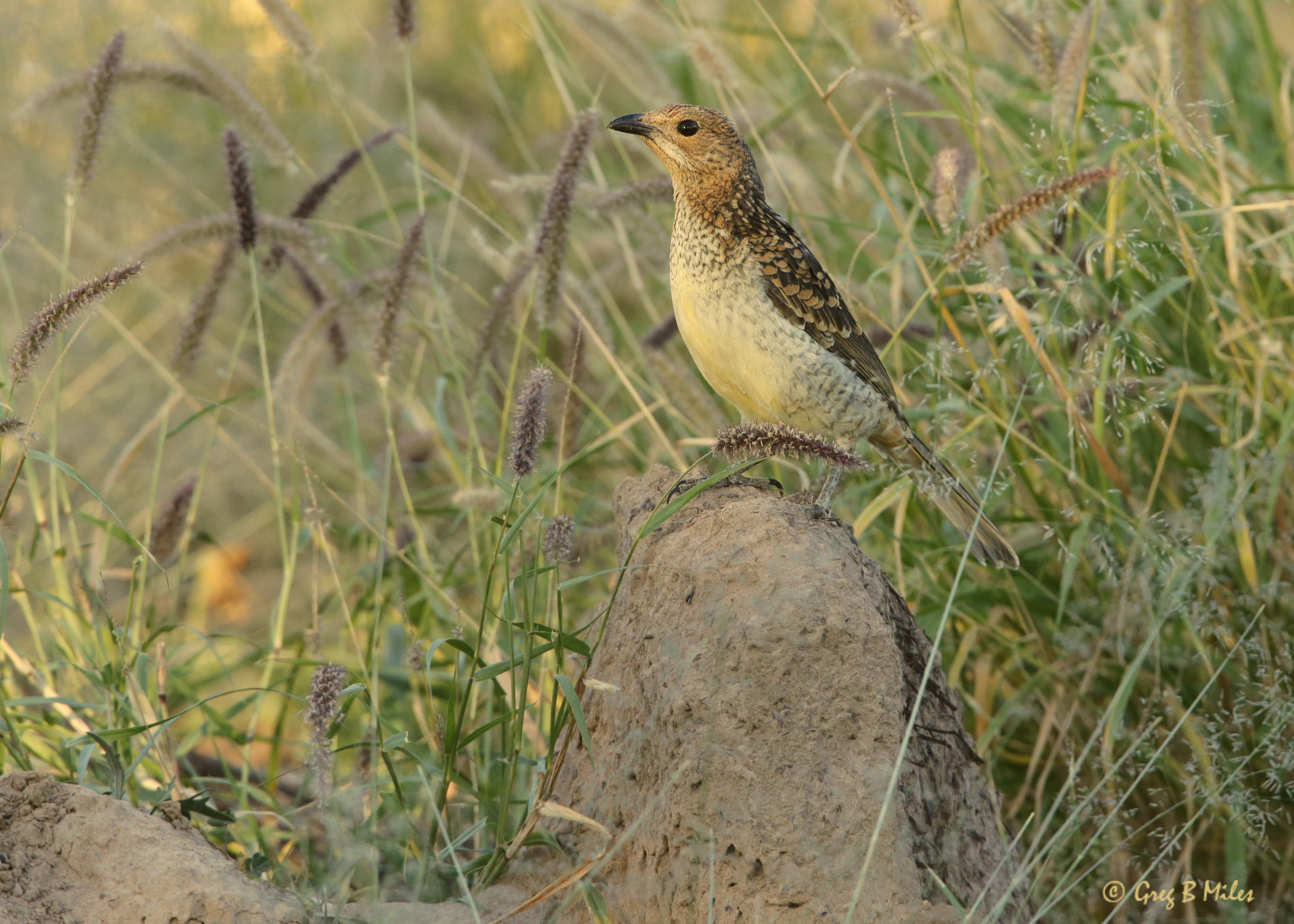 A speckled bird is perched on a mound amidst tall grass, surrounded by wild plants and natural vegetation.