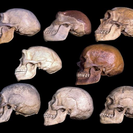A collection of differently colored skull replicas arranged in three rows on a black background.