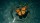 A monarch butterfly with orange and black wings rests on water, creating a ripple pattern around it.