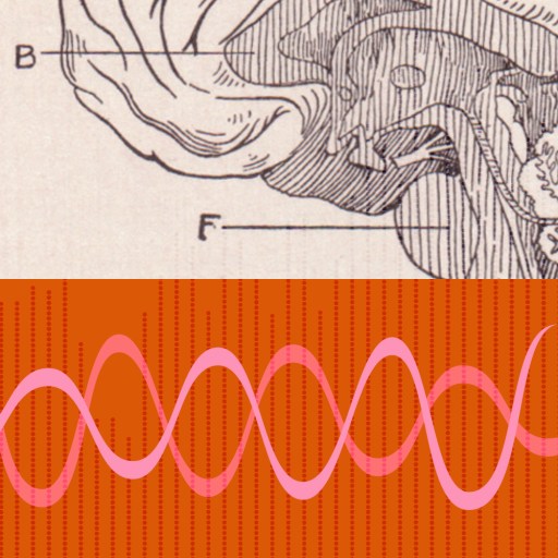 Illustration of a human ear cross-section above, with a pink sound wave graphic on a red background below.