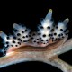 A close-up of a spotted nudibranch with translucent, pointed cerata on a brown underwater branch against a black background, inviting reflection on the intricate nature of consciousness in marine life.