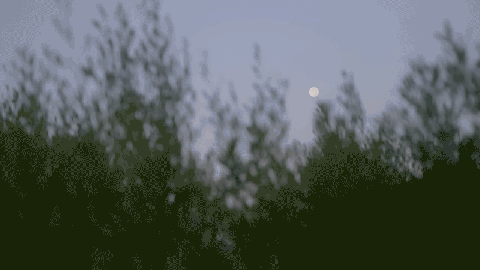Out-of-focus trees in the foreground with a clear full moon visible in the dusk sky, evoking a scene worthy of tristan gooley’s natural navigation.
