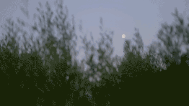 Out-of-focus trees in the foreground with a clear full moon visible in the dusk sky, evoking a scene worthy of tristan gooley’s natural navigation.