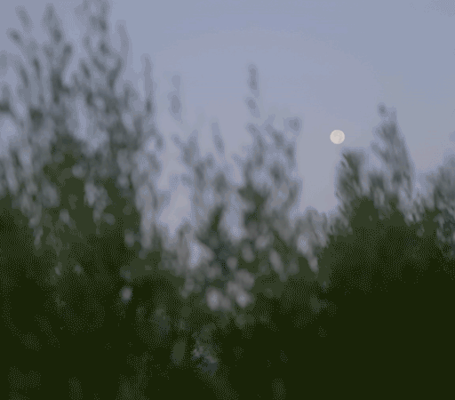 Out-of-focus trees in the foreground with a clear full moon visible in the dusk sky, evoking a scene worthy of tristan gooley’s natural navigation.